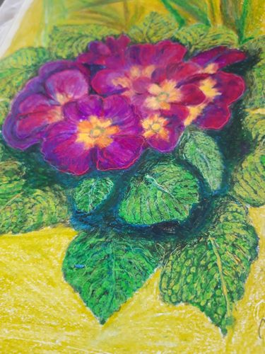 Oil pastels, Primula.